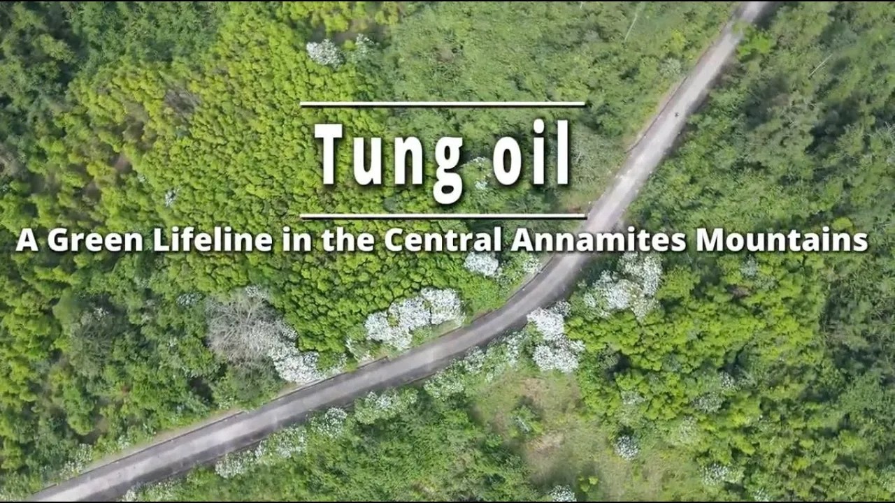 Tung Oil - A Green Lifeline in the Centre Annamites Mountains