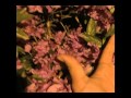 Fifty Grand - diamandus 