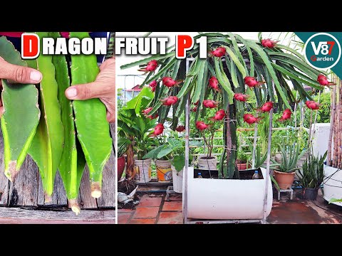 Grow Dragon Fruits in Containers: Easy Step-by-Step Guide from Stem to Harvest | P1
