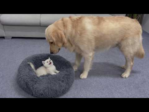 YouTube 썸네일