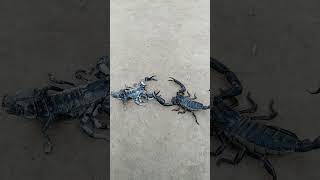 Download lagu Scorpions Dance mp3 Download lagu Scorpions Dance mp3
