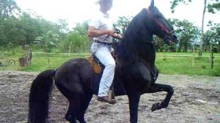 preview picture of video 'Caballo a la venta $10,500'