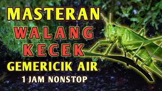 Download lagu Suara Belalang Walang Kecek Untuk Masteran Burung dan Terapi mp3