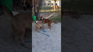 Video preview image #1 Boxer Puppy For Sale in Woodbury, MN, USA