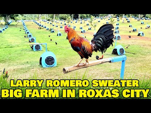 Larry Romero Sweater JDA FARM Jawo Agdalipe - Big Farm In Roxas City Philippines