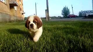 MOV00335