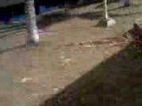 ARMANDO ESCOBAR NAVA GASPAR VS ALONSO