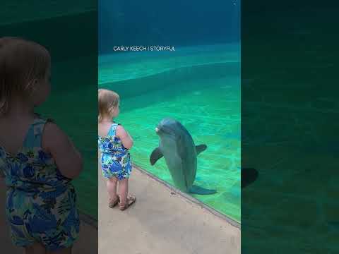 Un bambin a une adorable interaction avec un dauphin à l'aquarium