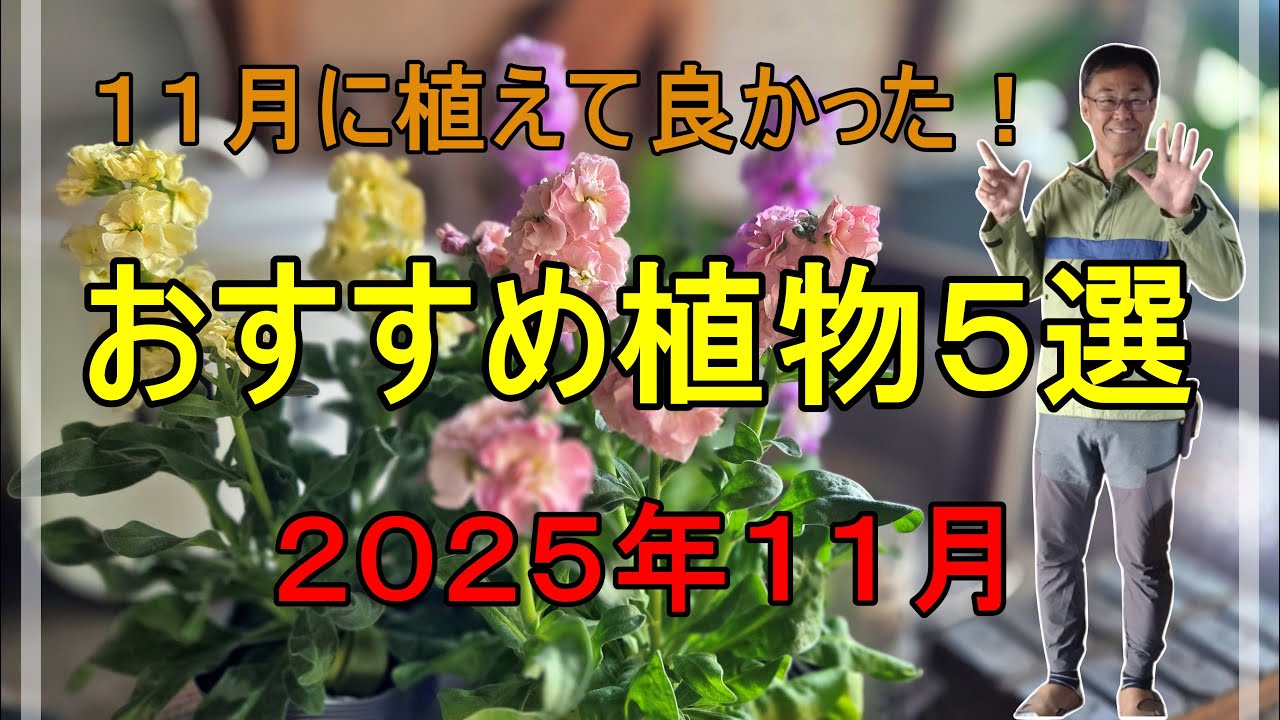プロの庭師が教える！11月に選ぶべき植物5選とセンス良く見える植栽例