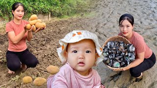 Process of Growing Potatoes - Harvesting Clams & Snails to sell - Daily life of a Single Mom