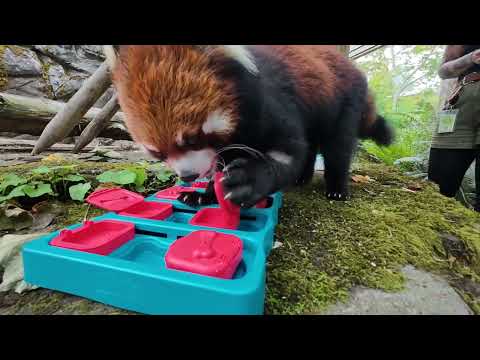 Red Pandas are Natural Puzzle Solvers