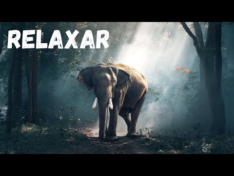 Linda Música Celta Relaxante | Música Celta para Relaxar, Meditar, Dormir, Ler e Estudar