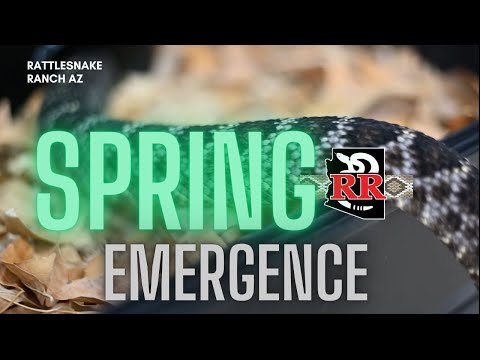 2023 Spring Wake Up for the Rattlesnakes!