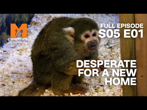 A New Season Begins | Season 5 Episode 1 | Full Episode | Monkey Life