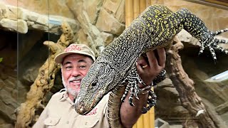 Crocodile Monitor MUKBANG! This Lizard Eats EVERYTHING! 😳🐊