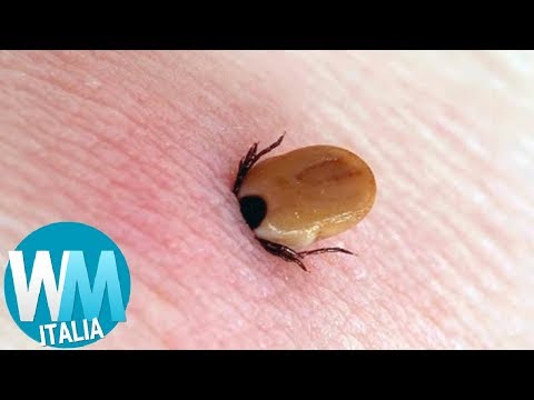 Rilevanza di osteocondrosi Esercizio ernia della colonna vertebrale cervicale in palestra per