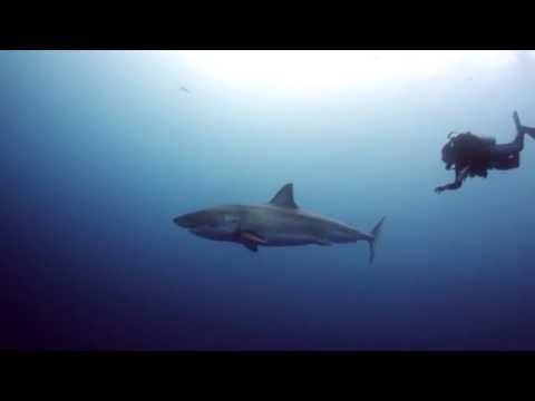 Mexico Pelágico (Netflix Teaser)