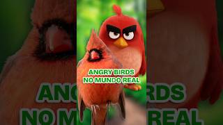 Os Angry Birds no MUNDO REAL