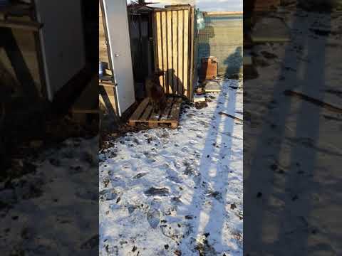 Cea mai deșteaptă cățelușa din Hălchiu