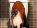 Best Dulcolax Commercial Ever
