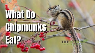 What Do Chipmunks Eat - The Walled Nursery