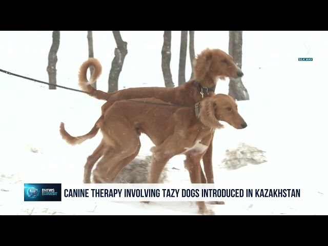 Canine therapy involving Tazy dogs introduced in Kazakhstan