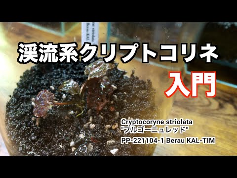 Neuradaceaeについて詳しく解説