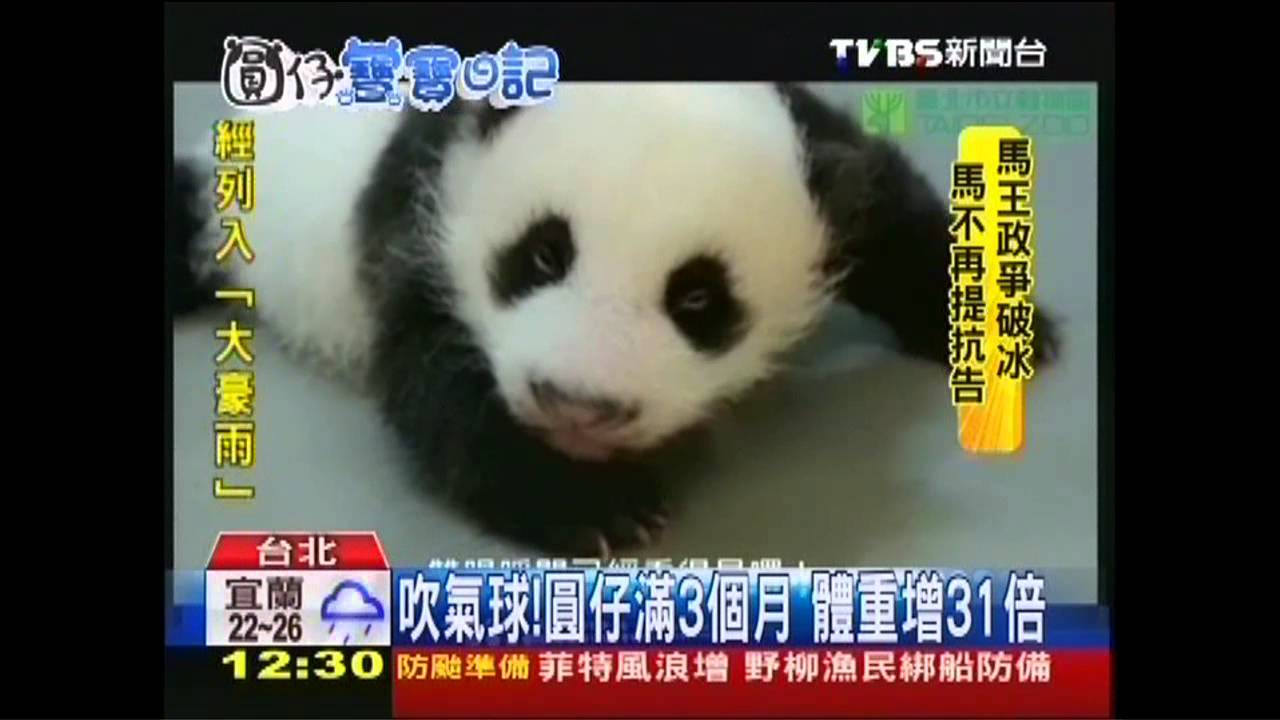 吹氣球!圓仔滿3個月 體重增31倍