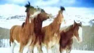 funny budwiser snowball fight - horses