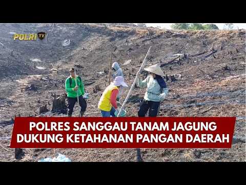 PRESISI UPDATE : POLRES SANGGAU TANAM JAGUNG DUKUNG KETAHANAN PANGAN DAERAH 11/04/2026 (20.00)