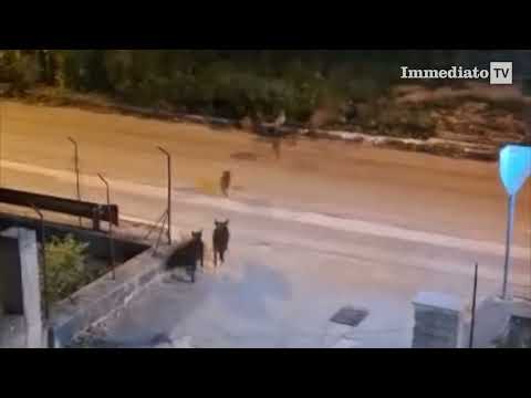 GARGANO, BRANCO DI CINGHIALI A SPASSO PER SAN NICANDRO