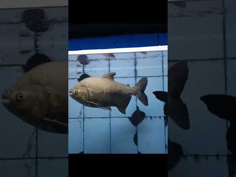 Matsya Darshini Vizag RK Beach #shorts  #aquarium #aquariumfish #vizagrkbeach #visakhapatnamtourism