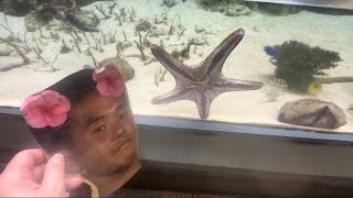 ヒトデ vs 野獣先輩