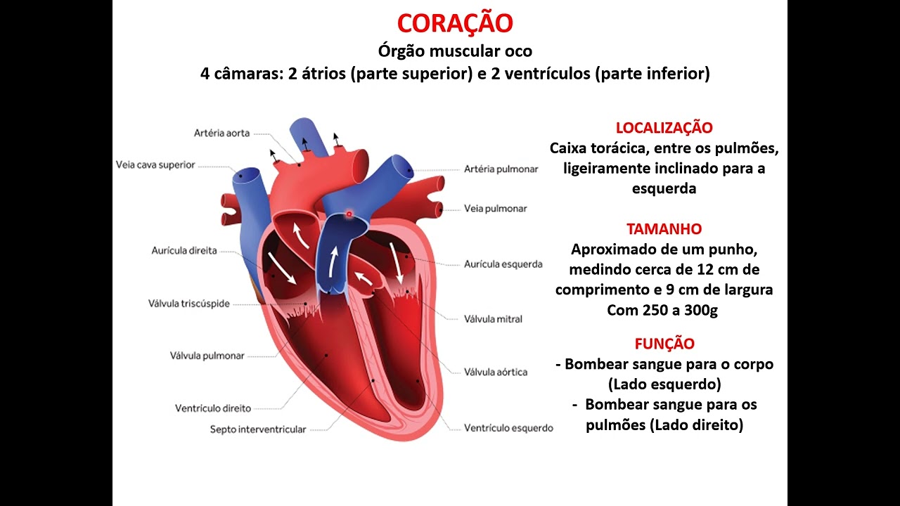 cardiovascular