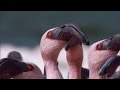 Over A Million Flamingos The Great Rift Africa S Wild Heart BBC Earth