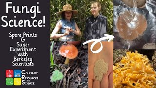 Fungi Science At Home [Mushroom Spores & Fungi Sugar Experiment]