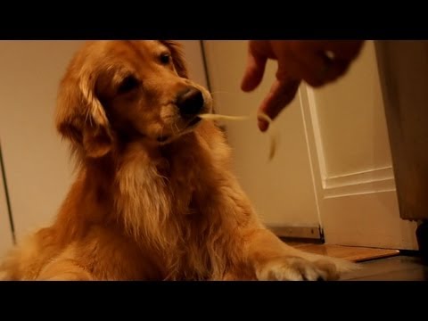 Thinknoodles First Video