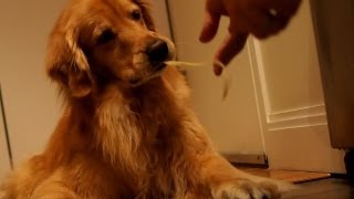 KOPI LOVES NOODLES