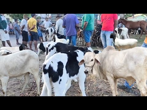 FEIRA DE ANIMAIS DE UMBUZEIRO PARAÍBA 13/12/2025 