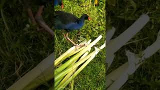 Download lagu Makanan Alami Burung MANDAR BIRU mp3