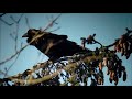 Common Raven (Corvus corax)