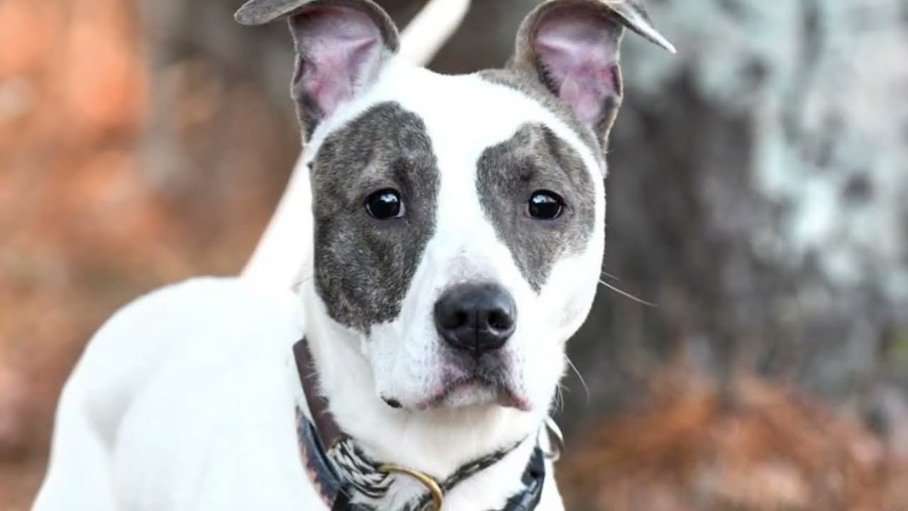 Enlarge Racks #21648, a ADOPTABLE mixed breed in Monroe, GA video 5/5