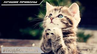 РУССКИЕ ВИДЕО ПРИКОЛЫ 2018 года, ржачные - смех до слез # 27