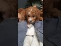 Mini Goldendoodle dogs for sale: Violet - Video 1