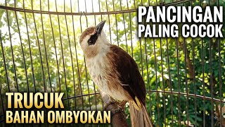 Download lagu TRUCUKAN BAHAN OMBYOKAN BELAJAR BUNYI..! pakai PANCINGAN ini trucuk JADI CEPAT GACOR mp3 Download lagu TRUCUKAN BAHAN OMBYOKAN BELAJAR BUNYI..! pakai PANCINGAN ini trucuk JADI CEPAT GACOR mp3