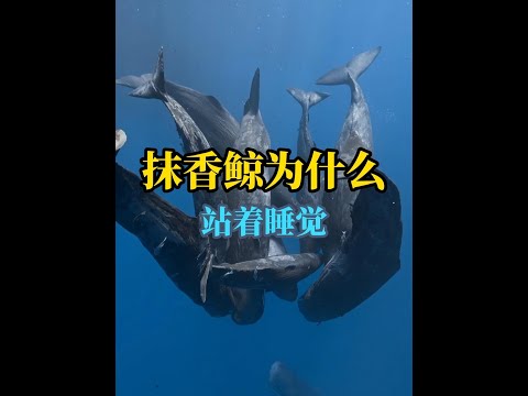 深海巨獸的奇異睡姿：抹香鯨為何垂直漂浮入夢？背後真相令人震撼！