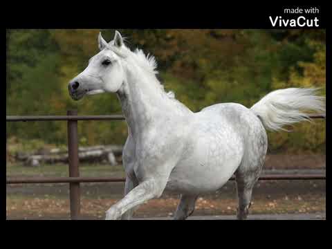 Arabian horse edit 💞￼