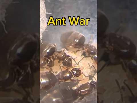 Starting An Ant War