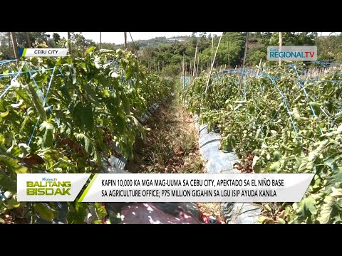 Balitang Bisdak: P75 million, gigahin sa Cebu City Agriculture sa apektadong mag-uuma