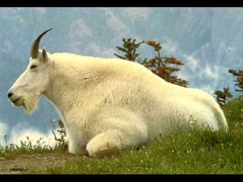 Amorphous Androgynous - Mountain Goat